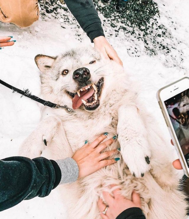 Visitors playing with friendly wolves in the Predators of the Heart Sanctuary in Washington, between Seattle and Vancouver