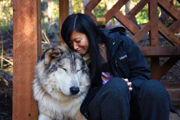 Visitors playing with friendly wolves in the Predators of the Heart Sanctuary in Washington, between Seattle and Vancouver