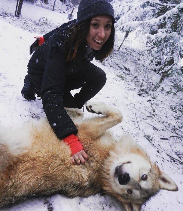 Visitors playing with friendly wolves in the Predators of the Heart Sanctuary in Washington, between Seattle and Vancouver