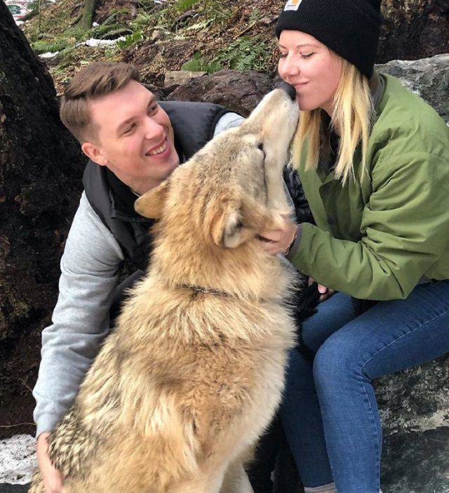 Visitors playing with friendly wolves in the Predators of the Heart Sanctuary in Washington, between Seattle and Vancouver