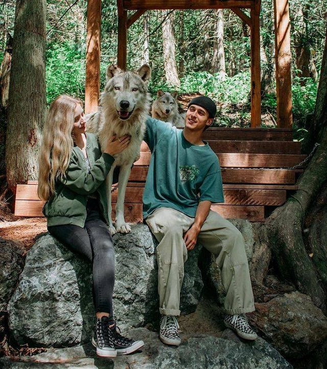 Visitors playing with friendly wolves in the Predators of the Heart Sanctuary in Washington, between Seattle and Vancouver