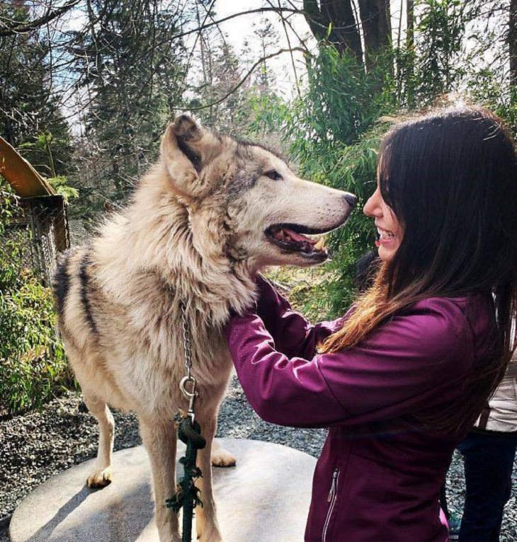 Visitors playing with friendly wolves in the Predators of the Heart Sanctuary in Washington, between Seattle and Vancouver