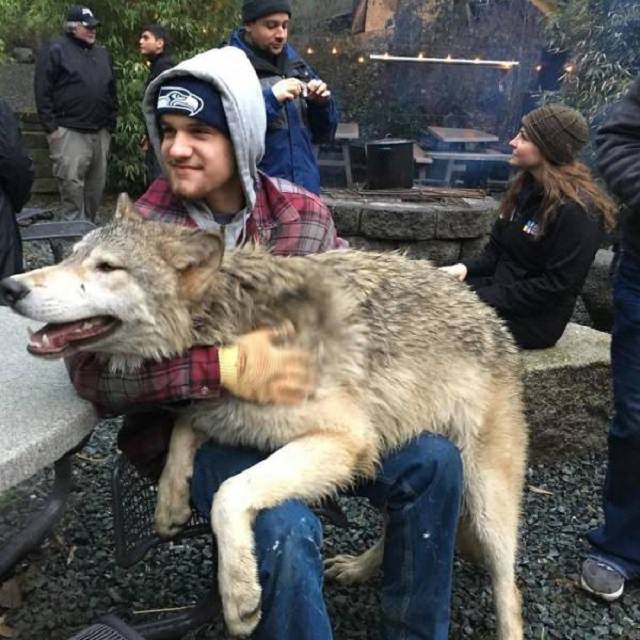 Visitors playing with friendly wolves in the Predators of the Heart Sanctuary in Washington, between Seattle and Vancouver