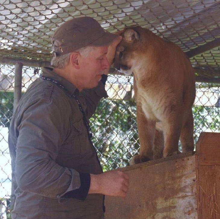 Visitors playing with friendly wolves in the Predators of the Heart Sanctuary in Washington, between Seattle and Vancouver