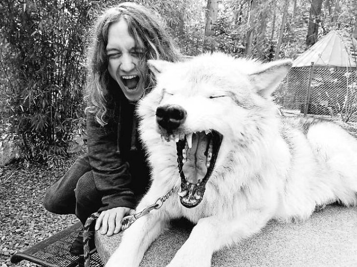 Visitors playing with friendly wolves in the Predators of the Heart Sanctuary in Washington, between Seattle and Vancouver