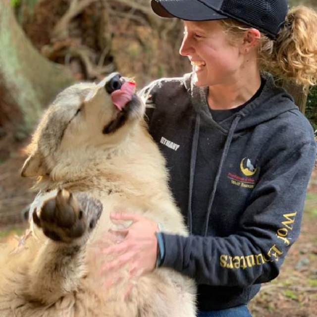 Visitors playing with friendly wolves in the Predators of the Heart Sanctuary in Washington, between Seattle and Vancouver