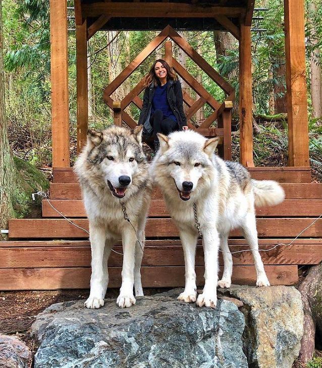 Visitors playing with friendly wolves in the Predators of the Heart Sanctuary in Washington, between Seattle and Vancouver