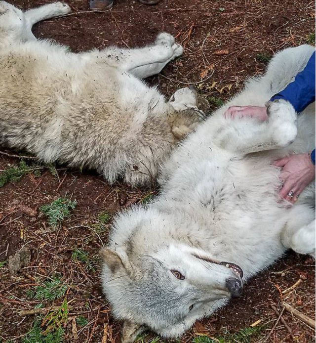 Visitors playing with friendly wolves in the Predators of the Heart Sanctuary in Washington, between Seattle and Vancouver