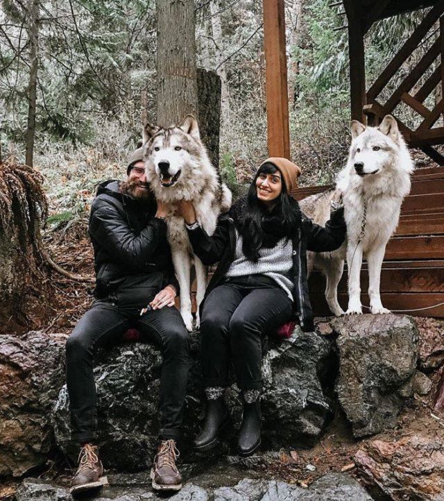 Visitors playing with friendly wolves in the Predators of the Heart Sanctuary in Washington, between Seattle and Vancouver