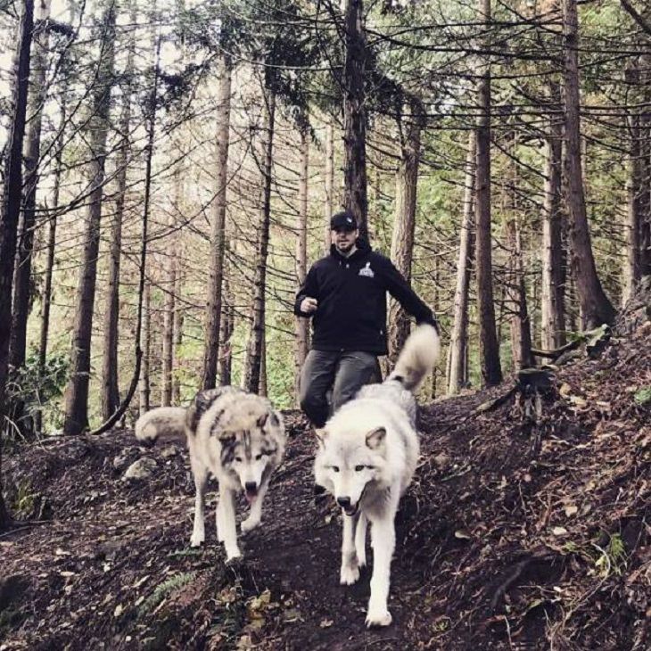 Visitors playing with friendly wolves in the Predators of the Heart Sanctuary in Washington, between Seattle and Vancouver