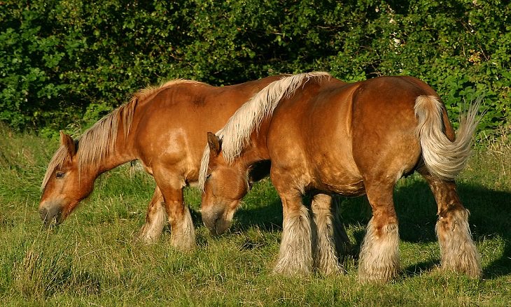 Different beautiful breeds of horses from all around the world, The Jutland horse, a draft horse from the Jutland peninsula of Poland