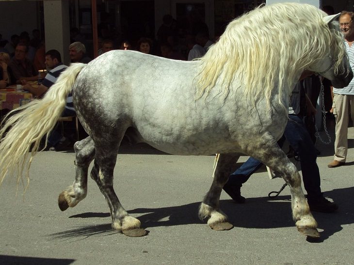 Different beautiful breeds of horses from all around the world,  The Croatian Coldblood, a domesticated coldblood medium-heavy horse from Croatia