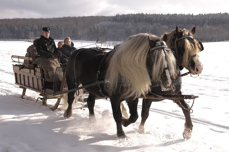 Different beautiful breeds of horses from all around the world, Black Forest Horse, an endangered light draft horse from Germany