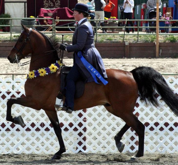 Different beautiful breeds of horses from all around the world, The Morgan horse, among the earliest breeds developed in America