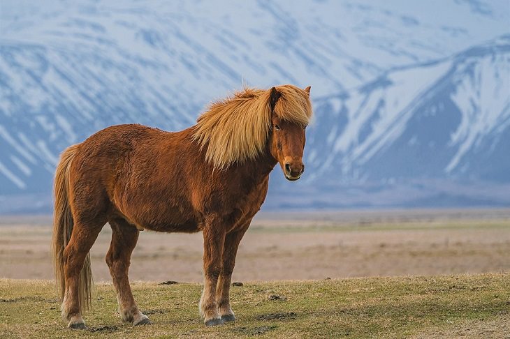 Different beautiful breeds of horses from all around the world, The Zaniskari or Zanskari, a small mountain horse from Ladakh, in Jammu and Kashmir