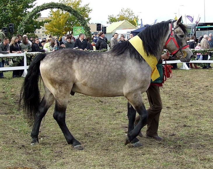 Different beautiful breeds of horses from all around the world, The Žemaitukas, a historic warhorse from Lithuania