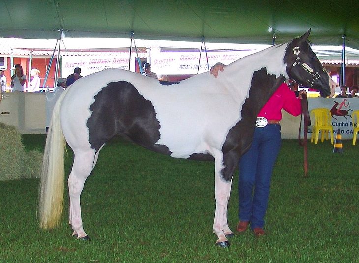 Different beautiful breeds of horses from all around the world, American Paint Horse, a western stock horse known for its spotted coat