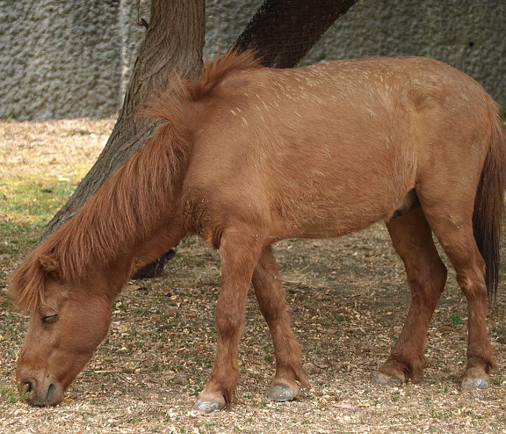 Different beautiful breeds of horses from all around the world, The Noma, a critically-endangered small horse breed from the Japanese island Shikoku