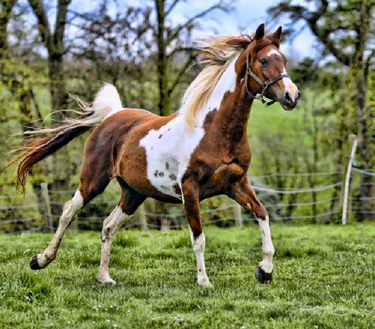 Different beautiful breeds of horses from all around the world, The Pintabian horse, an American-Arabian breed known for the tobiano color pattern of its coat