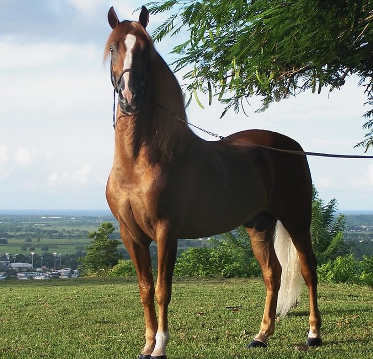 Different beautiful breeds of horses from all around the world, Paso Fino, a naturally gaited light horse imported from Spain