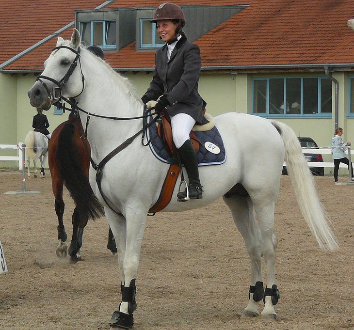 Different beautiful breeds of horses from all around the world, Shagya Arabian, an Anglo-Arabian horse bred in the 19th Century Austria-Hungary