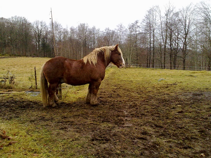 Different beautiful breeds of horses from all around the world, The Swedish Ardennes, a medium sized heavyweight draft horse from Sweden