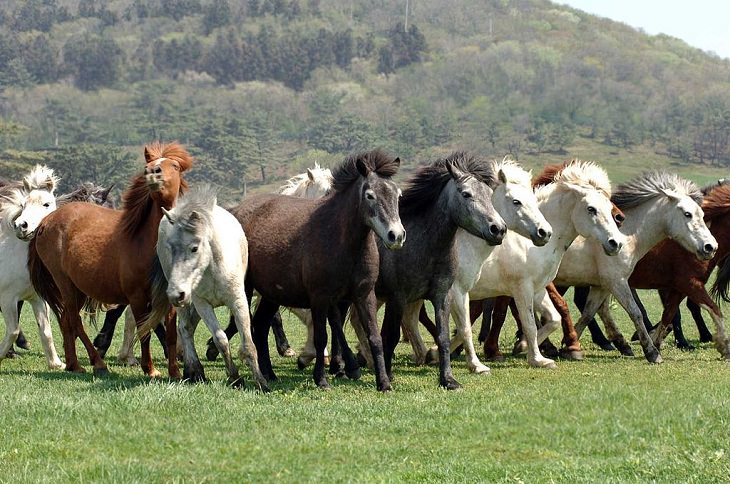 Different beautiful breeds of horses from all around the world, The Jeju horse, a South Korean horse breed from Jeju island, known for its strength and fitness