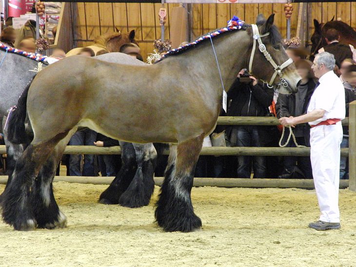 Ardenne horses - wildlife in France