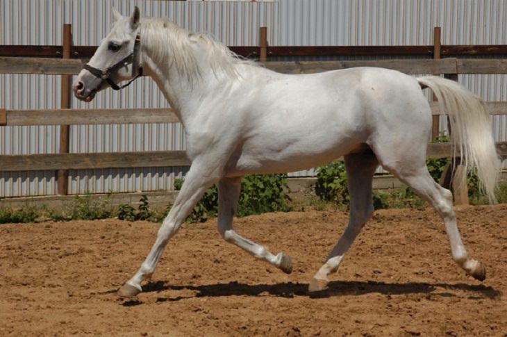 Different beautiful breeds of horses from all around the world, The Tersk or Tersky, a light riding Arab type of horse from Russia