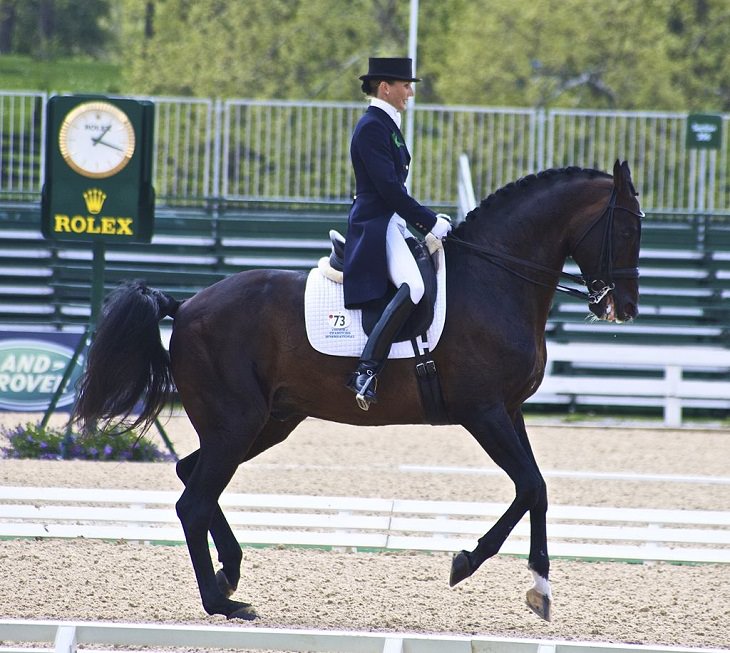 Different beautiful breeds of horses from all around the world, The Zweibrücker, a warmblood horse bred in Western Germany