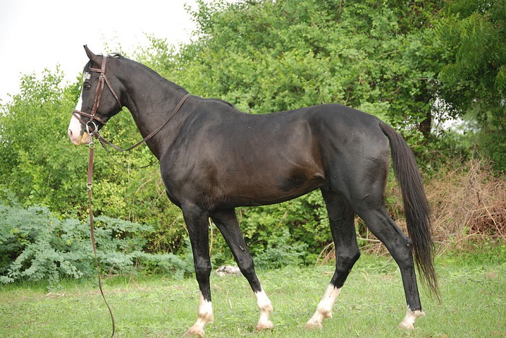 Different beautiful breeds of horses from all around the world, The Marwari or Malani, a rare breed known for its inward turning ear tips, from Jodhpur in Northwestern India