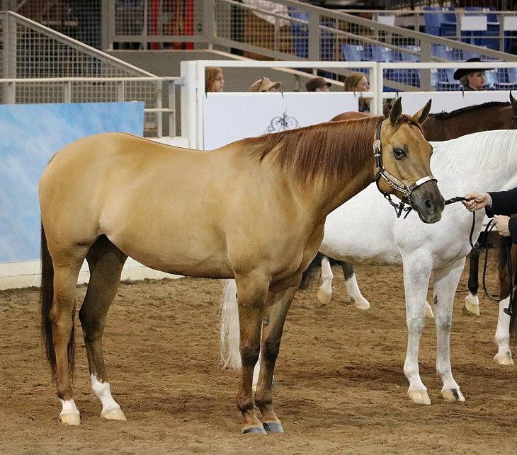 Different beautiful breeds of horses from all around the world, The Quarab, an American horse bred from the Quarter Horse (No. 3), the Paint Horse (No. 4 and the Arabian Horse