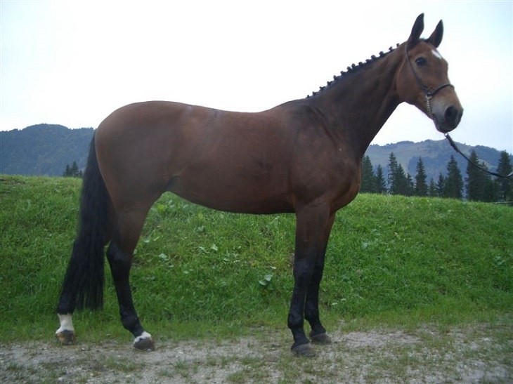 Different beautiful breeds of horses from all around the world, The Bavarian Warmblood, a heavy warmblood sport horse from Bavaria