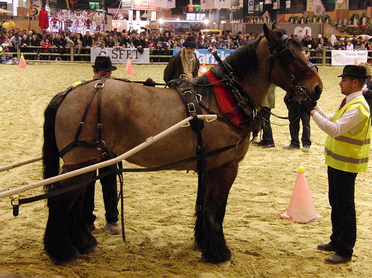 Different beautiful breeds of horses from all around the world, The Auxois, a large and muscular breed from eastern France