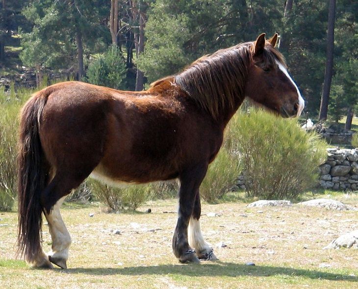 Different beautiful breeds of horses from all around the world, Hispano-Bretón, an endangered horse from Spain