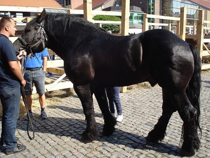 Different beautiful breeds of horses from all around the world, The Međimurje horse, a domesticated medium-heavy horse breed from Croatia