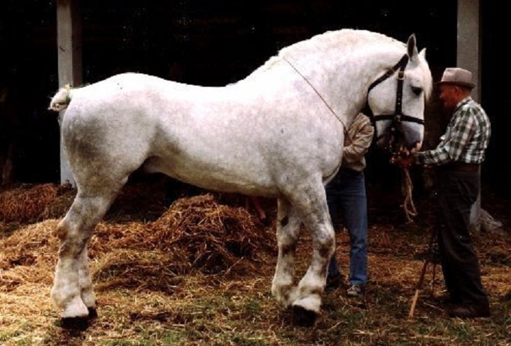 Different beautiful breeds of horses from all around the world, The Boulonnais, a cross-bred draft horse popular in the US and imported from France