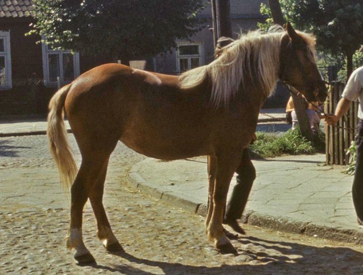 Different beautiful breeds of horses from all around the world, Sokolski horse, a breed of draft horse from Poland