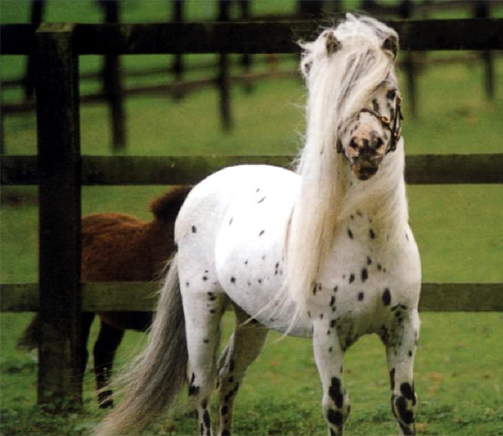 Different beautiful breeds of horses from all around the world, The Falabella, a miniature horse from South America and one of the smallest breeds in the world