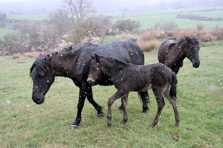 Different beautiful breeds of horses from all around the world, The Caballo Losino, an endangered breed from Northern Spain