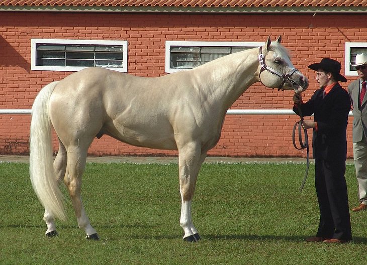 Different beautiful breeds of horses from all around the world, Quarter Horse, an American horse breed, excellent for short sprints that can outrun most other horse breeds