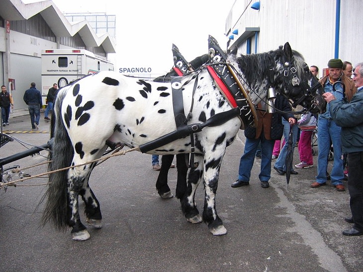 Different beautiful breeds of horses from all around the world, The Noriker horse, a moderately heavy draft horse from Austria