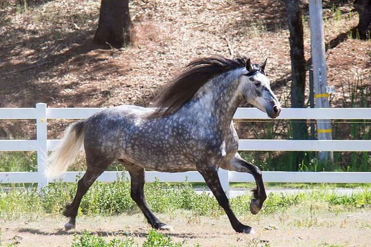 Different beautiful breeds of horses from all around the world, The Warlander, a baroque horse known for it’s intelligence flexibility and strength