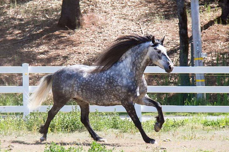 20 Appaloosa Facts: Insights into this Beautiful Horse Breed 