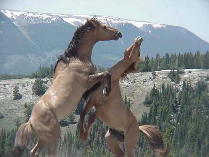 Different beautiful breeds of horses from all around the world, The Pryor Mountain mustang, descendants of the imported Colonial Spanish Horses and the only mustang herd remaining in Montana