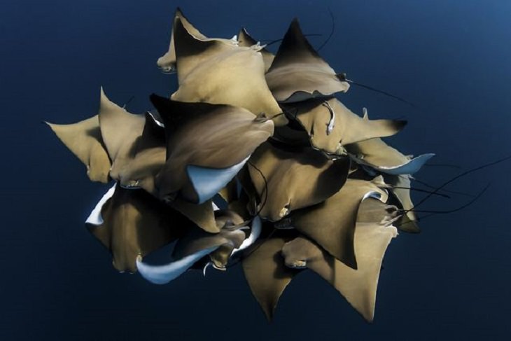 Winners of the Nature Conservancy World wide Photo Competition / Contest, Water, Third Place: Alex Kydd, Australia  A RARE ENCOUNTER WITH COWNOSE RAYS: A group of Cownose Rays (Rhinoptera bonasus) crowd together in the waters off Ningaloo Reef, Western Australia