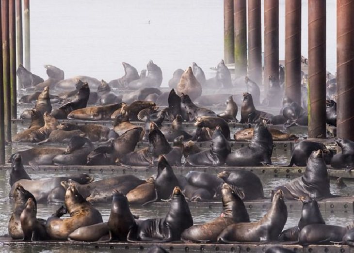 Winners of the Nature Conservancy World wide Photo Competition / Contest, Cities and Nature, Third Place: Robert Potts, United States CALIFORNIA SEA LIONS: Docks in Astoria, Oregon flooded with California Sea Lions (Zalophus californianus)