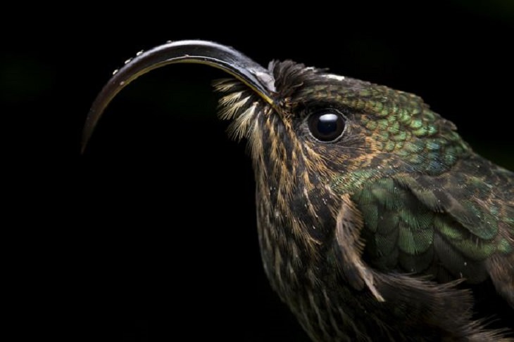 Winners of the Nature Conservancy World wide Photo Competition / Contest, Wildlife, Honorable Mention: Sebastian Di Domenico, Colombia BIZARRE LOOKS: A White-Tipped Sicklebill, a hummingbird, standing completely still at night, a feature shared by all hummingbirds that lower their metabolism in the night to avoid starving