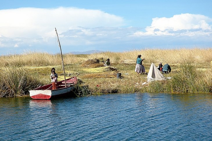 Sights, ruins, and things to see at Lake Titicaca on the Peru Bolivia border, Uros people harvesting totora reeds for building