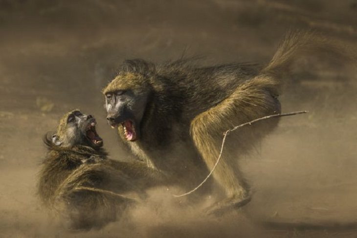 Winners of the Nature Conservancy World wide Photo Competition / Contest, Wildlife, Honorable Mention: José David Altamirano González, Costa Rica AFRICA SALVAJE: Translates to Wild Africa, taken in Botswana in July 2019